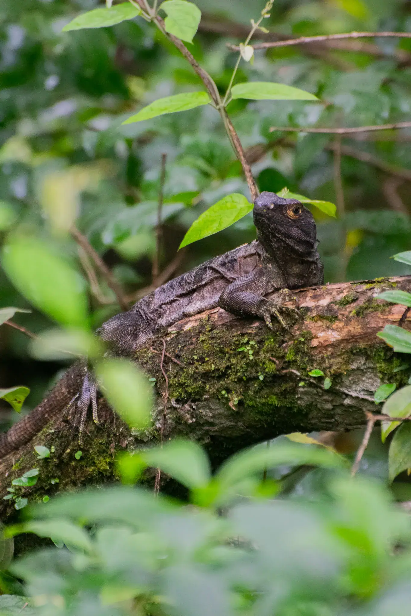 Basilisk lizard in the Guanacaste forest